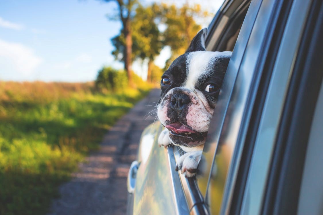 How to transport an animal safely?
