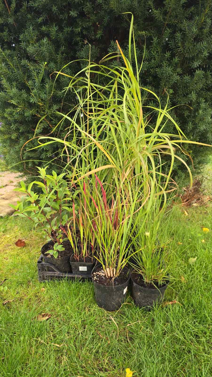 Augalai Klaipėda-Skuodo raj