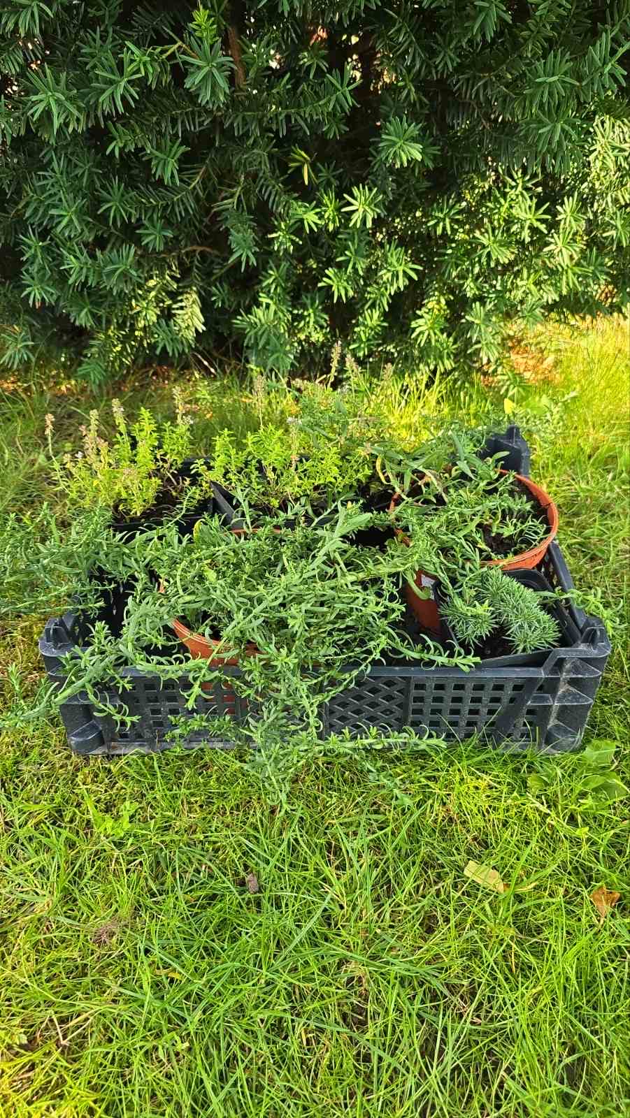 Augalai Klaipėda-Vilniaus raj