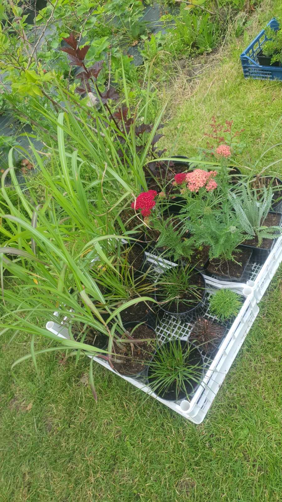 Augalai Klaipėda-Kėdainiu raj