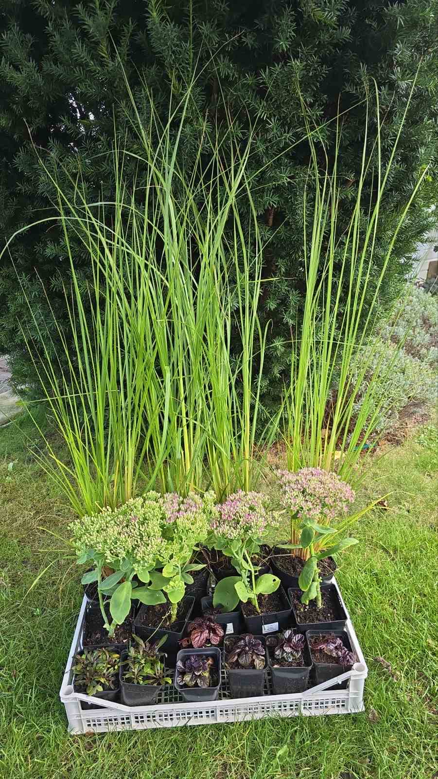 Augalai Klaipėda- Molėtų raj